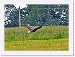 merikotka6  White-tailed Eagle * 1235 x 902 * (916KB)